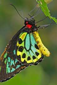 Black And White Striped Butterfly With Red Dots Butterfly Butterfly Butterfly Art Beautiful Butterflies