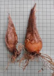 Image result for Schizocarphus nervosus