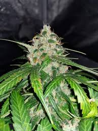 Auto Orange Bud Dutch Passion Strain Info Growdiaries