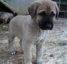 Anatolian Shepherd Puppy I Wish I D Gotten To See Tia When She Looked Like This Anatolian Shepherd Anatolian Shepherd Dog Anatolian Shepherd Puppies