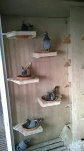 Speciale Broedpannen Pet Pigeon Pigeon Loft Pigeon Bird