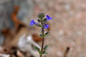 Image result for Stemodia serrata