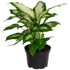 Image result for beautiful dieffenbachia