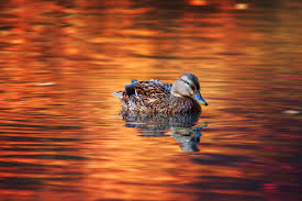 A Duck In Central Park In Autumn Quack Quack Animals Birds