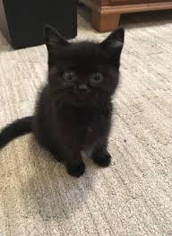 Super Cats And Kittens Pictures Humor 46 Ideas Cats Humor Kedi