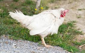 Check spelling or type a new query. Chicken Comb Turning Black Causes Treatments Learnpoultry