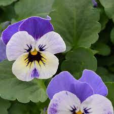 Check spelling or type a new query. Spring Blooming Plants 20 Top Picks For Early Spring Flowers Updated