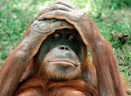 Confused Orangutan Glossy Poster Picture Photo Ape Monkey Island Gorilla 1615 Monday Humor Quotes Funny Good Morning Quotes Monday Humor