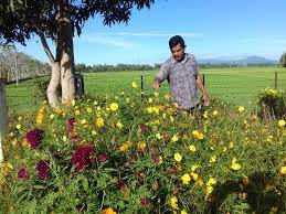 Maybe you would like to learn more about one of these? Mengenal Refugia Sang Pelindungi Tanaman Padi