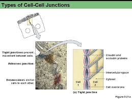 This communication happens through proteins known as communicating junction. Chapter 3 B Compartmentation Cells And Tissues Golgi
