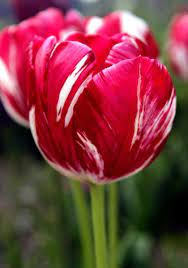Con Fiamme Audaci E Piume Di Rosso Ciliegia Su Bianco Tulip Mabel Bulb Flowers Tulips Flowers Tulip Flower Pictures