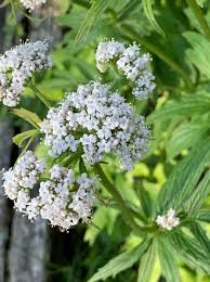 Image result for Valeriana capensis