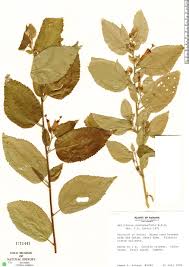 Image result for Melhania forbesii