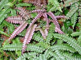 Image result for Adiantum vogelii