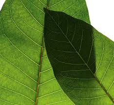 Image result for Harungana madagascariensis