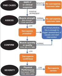 It's normal to lose some muscle mass as you age. Sarcopenia An Overview And Analysis Of Molecular Mechanisms Springerlink