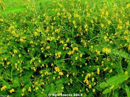 Image result for Smithia