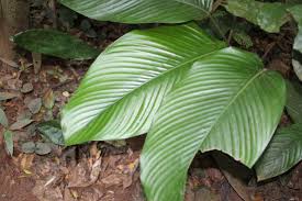 Image result for Sarcophrynium schweinfurthianum