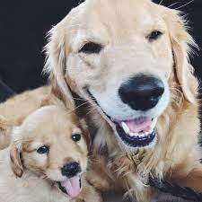 Click here to be notified when new golden retriever puppies are listed. Pazzo And Iggy Mini Golden Retrievers Home Facebook