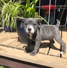 American Staffordshire Terrier puppies for sale 