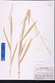 Image result for Urochloa glomerata