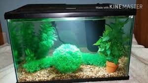 Look for obvious signs like damaged fins, white spots, cloudy eyes, and red sores. Top Fin Vs Aqua Culture 5 Gallon Fish Tank Comparison Youtube