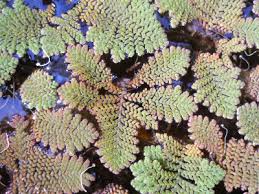 Image result for Azolla