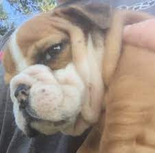 Given their disposition, they do not require much exercise. English Bulldog Puppies For Sale Athens Ga 239841