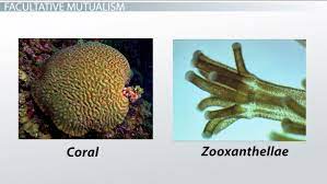 For example, there are several kinds of bacteria that live on the skin and inside the mouth, nose, throat, and intestines of humans and animals. Mutualistic Relationships Examples Types Video Lesson Transcript Study Com