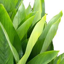 Image result for Maranta arundinacea