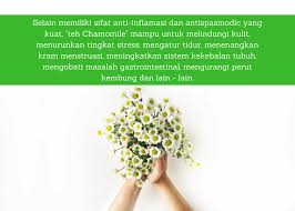 Teh ini memiliki kandungan flavonoid apigenin yang membantu pengikatan secara umum, dokter tidak menyepakati teh chamomile untuk ibu hamil dikonsumsi, apalagi jika lebih dari satu sumber kafein setiap hari. Penting Manfaat Teh Chamomile Untuk Kesehatan