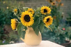 Image result for Helianthus annuus