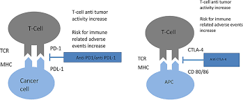 Image result for Immune Checkpoint Inhibitor