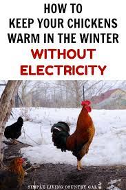 Tips On How To Keep Your Chickens Warm This Winter Chicken Coop Winter Chicken Coop Portable Chicken Coop