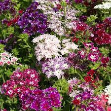 Annual Phlox Seeds Twinkle Mix Flower Seeds In Packets Bulk