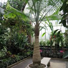 Everything about the majesty palm rings tropical from its rich green color to its upward arching fronds. 8 Types Of Palm Plants To Grow Indoors