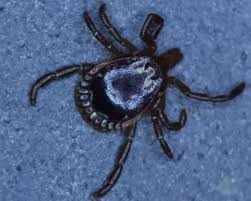 Chiggers are found in every u.s. Ticks Chiggers A Study Njpb Forums