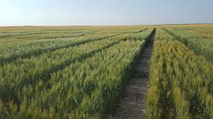 Pumpkin seed oil by andreas seed oils™, 207ml. Wheat Seeding Date Impacts Yield Cropwatch University Of Nebraska Lincoln