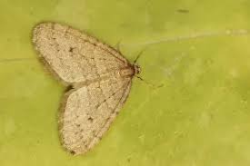 Image result for Operophtera brumata