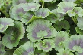 Image result for Pelargonium domesticum round-leaved bushy