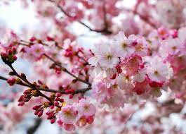 Cherry Blossoms Red Flowers Forest Of Flowers Ad Red Blossoms Cherry Flowers Forest Ad Cherry Blossom Red Blossoms Blossom