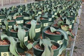 Image result for Welwitschia