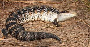 And since blue tongue skinks are more likely to burrow than to climb, it is critical to ensure that you provide a spacious floor. Eastern Blue Tongue Lizard The Australian Museum