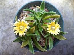 Image result for Nananthus aloides