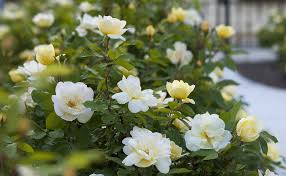 Remove crowded growth in the center to allow sun and air to reach the center of the plant. Sunny Knock Out The Knock Out Family Of Roses