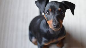 Da tre mesi a sei mesi 3 volte al giorno, da sei mesi ad un anno 2 volte al giorno e dopo un anno solo una volta al giorno. Il Pinscher Nano Trema Ecco Tutti I Motivi Pinscher Nano