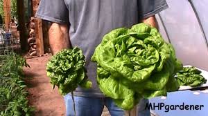 We did not find results for: Final Results Hydroponic Fertilizer Experiment Youtube