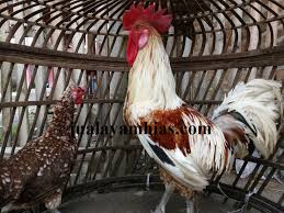 Tradngon ayam / последние твиты от team jagonya ayam (@teamjagonyaayam). What Is The Meaning Of Ayam Jantan