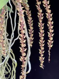 Image result for Diaphananthe bidens