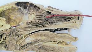 Nasal cannulas and simple face masks are typically used to deliver low levels of oxygen. Providing Supplemental Oxygen To Patients Today S Veterinary Practice